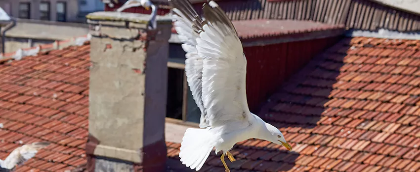 Residential Chimney Animal Removal Solution in Glenview, IL